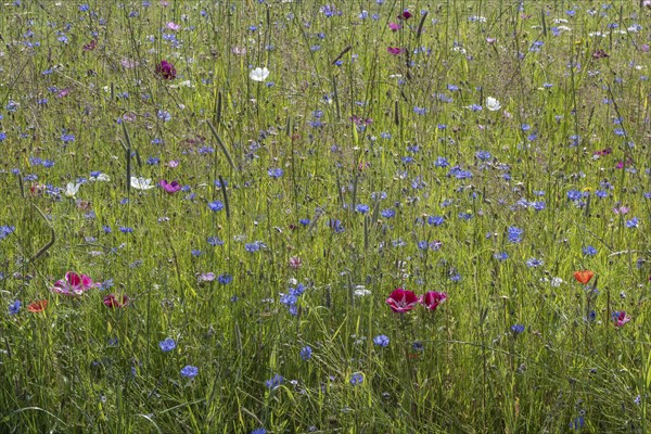 Flower meadow with cornflowers (Centaurea cyanea) and cosmos (Cosmos), Emsland, Lower Saxony,