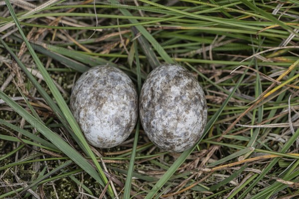 Nests of nightjars (Caprimulgus europaeus), Emsland, Lower Saxony, Germany, Europe