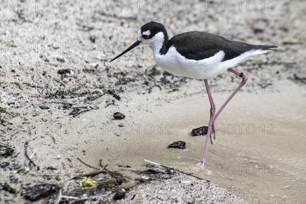 Black-winged Stilt (Himantopus himantopus), Walsrode Bird Park, Lower Saxony, Germany, Europe