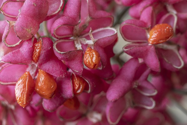 Peacock, spindle bush (Euonymus europaeus), fruit stand, Emsland, Lower Saxony, Germany, Europe