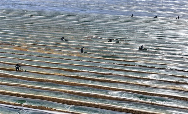 The first asparagus is harvested from a foil-covered asparagus field, Beelitz, 26/03/2024