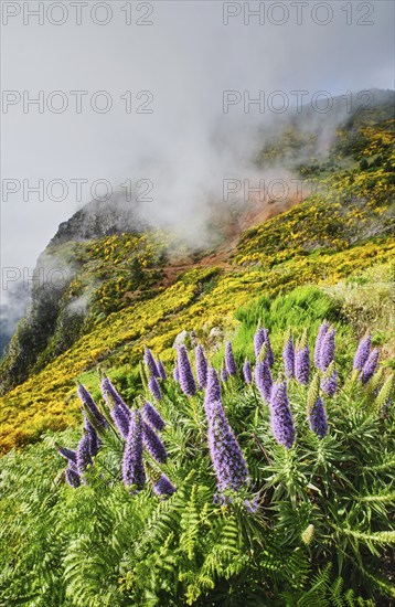 Madeira landscape with Pride of Madeira flowers and blooming Cytisus shrubs and mountains in clouds