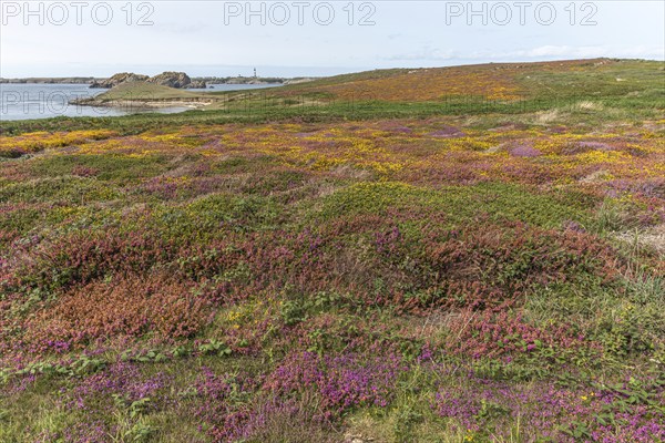 A carpet of pink and red flowers grows on the cliffs of the Iroise sea coast. Ouessant, Finistere,