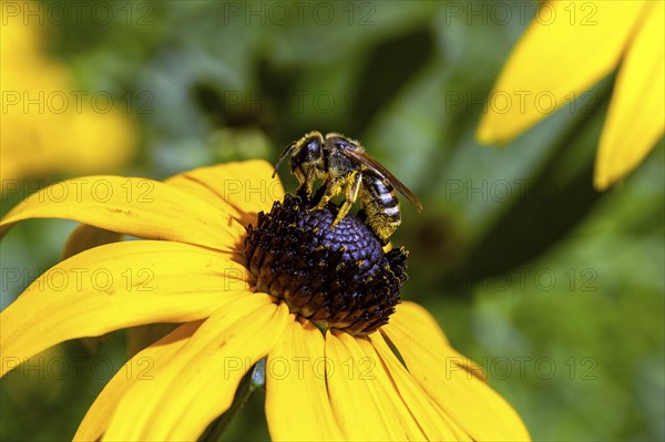 Honey bee (Apis mellifera) collecting nectar on a coneflower (Rudbeckia hirta), Baden-Württemberg,