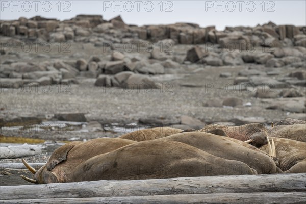 Resting walrus (Odobenus rosmarus), walrus, Kiepertøya, Svalbard and Jan Mayen archipelago, Norway,