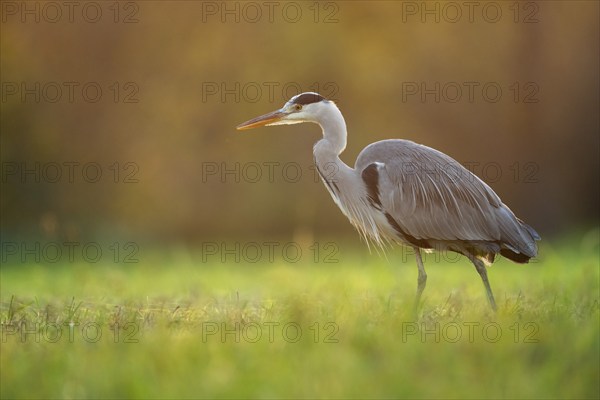 Grey heron (Ardea cinerea), animal portrait, evening light, Rosensteinpark, Stuttgart,