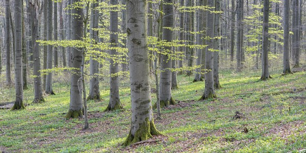 Beech forest in early spring, first tender green leaves, Hainich National Park, Bad Langensalza,