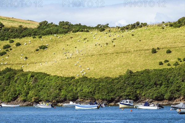 Boats and Yachts on Kingsbridge Estuary in Salcombe and Mill Bay, Batson Creek, Southpool Creek,