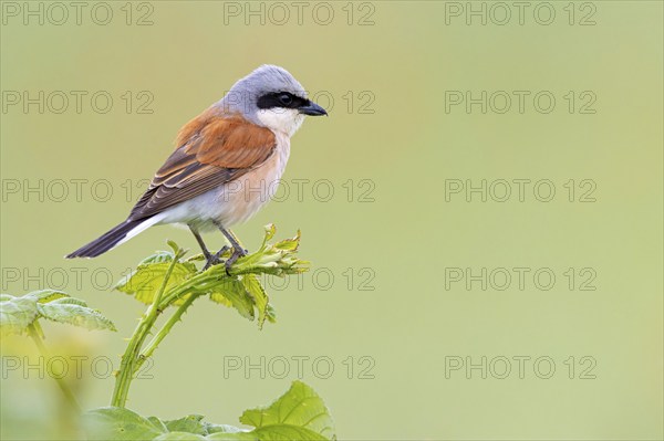 Red-backed shrike, red-backed shrike, thorn-backed shrike, family of shrikes, (Lanius collurio),