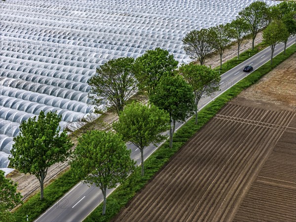 Agriculture, large areas with foil tunnel, for the cultivation of strawberries, freshly cultivated
