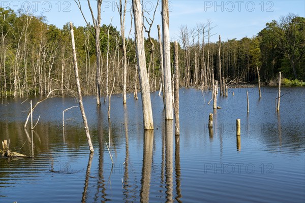 The nature reserve Kirchheller Heide, Der Pfingstsee, created by subsidence caused by coal mining,
