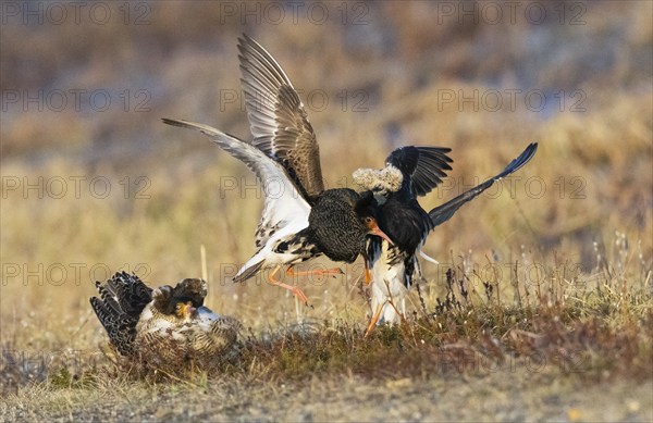 Ruff (Calidris pugnax) two males in breeding plumage at lek, fighting over female, another male