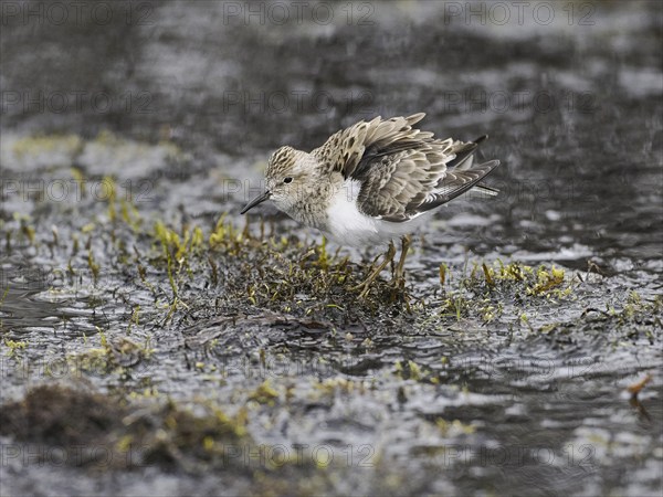 Temminck's Stint (Calidris temminckii), resting in marshland, ruffling its feathers, June,