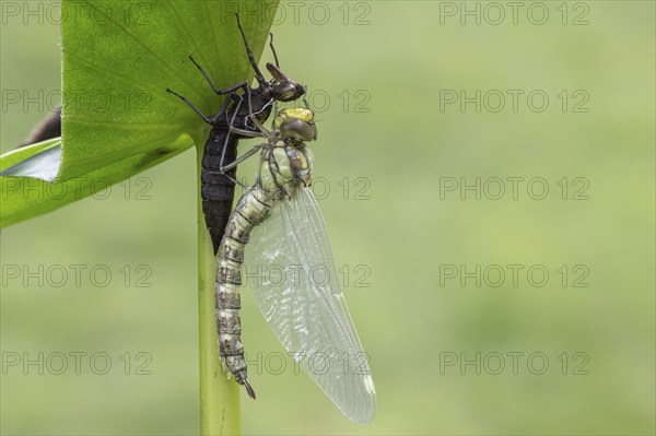 Southern Hawker (Aeshna cyanea) with exuviae, Emsland, Lower Saxony, Germany, Europe