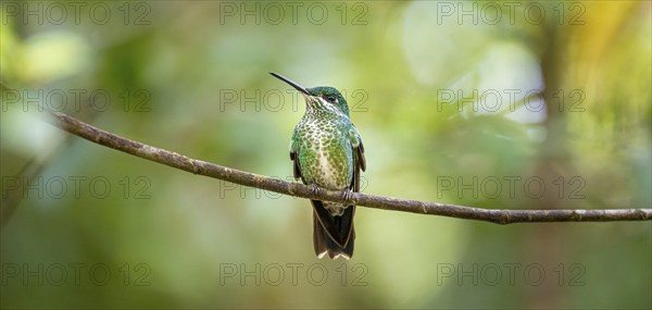 Green-fronted Brilliant Hummingbird (Heliodoxa jacula) sitting on a branch, Monteverde Cloud