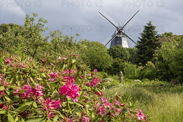 Historic windmill, rhododendron in the foreground, park at the mill, Wyk, Föhr, North Sea island,