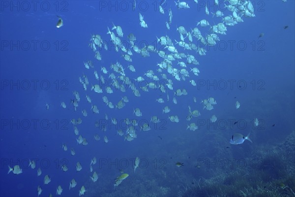 School of fish, group, school of common two-banded seabream (Diplodus vulgaris) in the