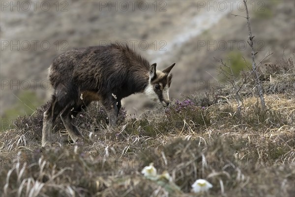 Chamois (Rupicapra rupicapra) fawn, young animal foraging, Austria, Upper Austria, dead mountains,