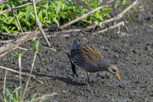 Spotted crake (Porzana porzana, Ortygometra porzana) juvenile foraging in marshland in summer
