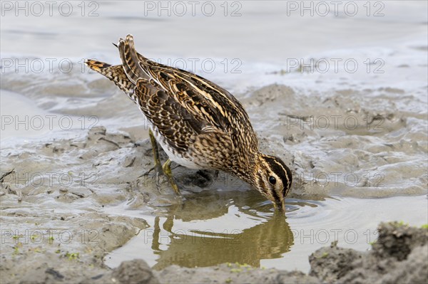 Common snipe (Gallinago gallinago) foraging in shallow water by probing soft mud at mudflat along