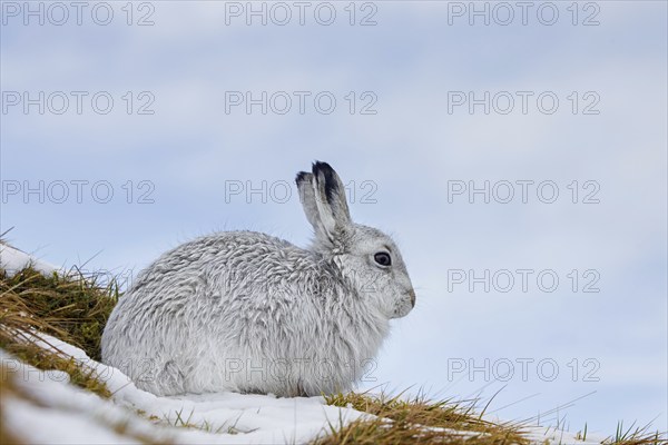 Mountain hare, alpine hare, snow hare (Lepus timidus) in white winter pelage resting in the hills