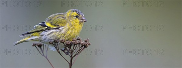 Eurasian siskin (Carduelis spinus), Heligoland, Schleswig-Holstein, Germany, Europe
