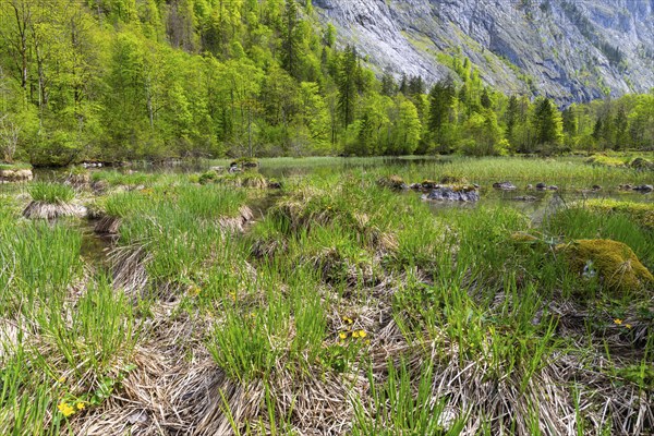 Outlet of the Obersee, mixed forest, rock face, sedges, Berchtesgadener Land, Bavaria, Germany,