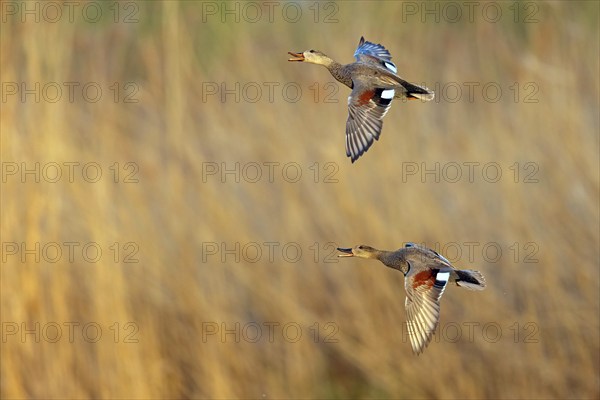 Gadwall, (Anas strepera), Mareca strepera, two ducks in flight, Wagbachniederung, Wagh‰usl,