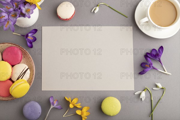 Beige paper sheet mockup with spring snowdrop crocus flowers and multicolored macaroons on gray