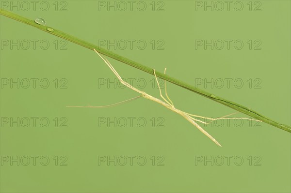 Pink Winged Stick Insect or Winged Stick Insect (Sipyloidea chlorotica, Sipyloidea sipylus), nymph,