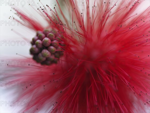 Macro photograph of a bud and a flower of the red powder-puff shrub (Calliandra tweedii)