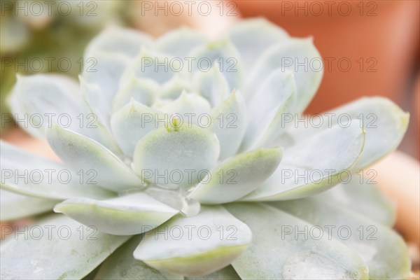 Beautiful succulent plant in greenhouse. Closeup, floral patterns, selective focus