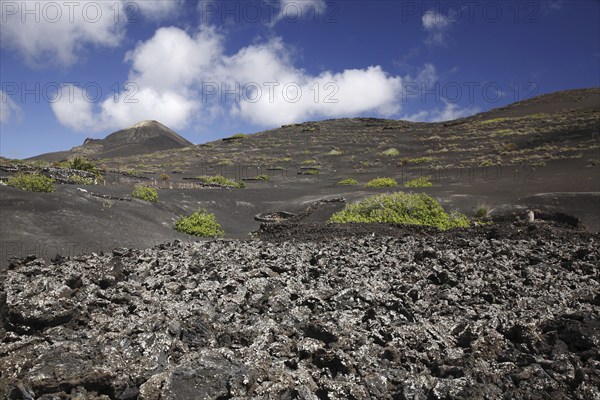 Volcanic landscape with grapevines at Lanzarote, Canary Islands, Spain, Europe