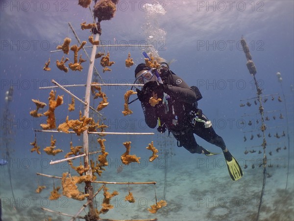 Coral farming. Diver cleans the frame on which young specimens of elkhorn coral (Acropora palmata)