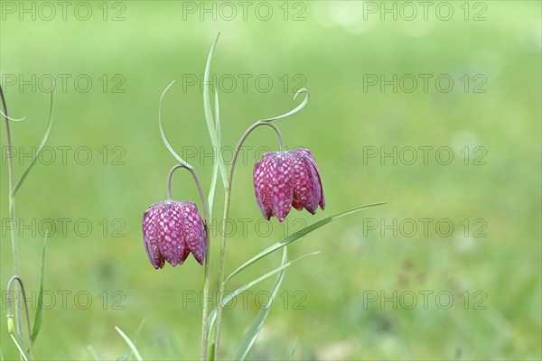 Snake's head fritillary (Fritillaria meleagris), two flowers in a meadow, inflorescence, early