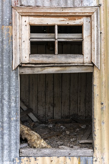 Mummified dog carcass in abandoned chicken coop, Estancia San Gregorio, Puente Alto, Metropolitan