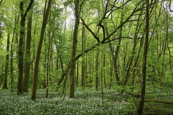 Light-flooded forest with green leaves and blooming wild garlic on the forest floor in spring,