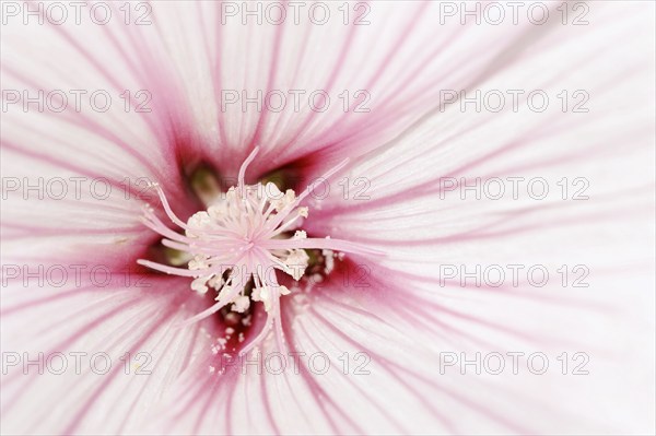 Annual mallow (Lavatera trimestris), detail of flower, ornamental plant, North Rhine-Westphalia,
