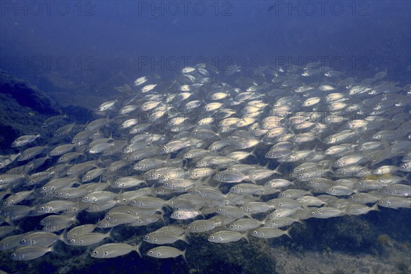 A shoal of silvery fish, the armpit bream (Pagellus acarne), swims in the blue waters of the sea.