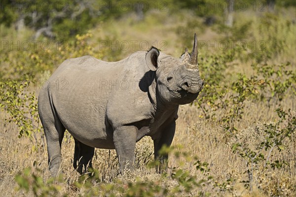 Black rhinoceros (Diceros bicornis) grazing in the thorn savannah, Etosha National Park, Namibia,