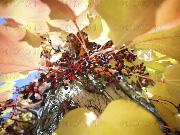 Wild Vine (Parthenocissus quinquefolia) on a house wall, autumn atmosphere, Munich, Bavaria,