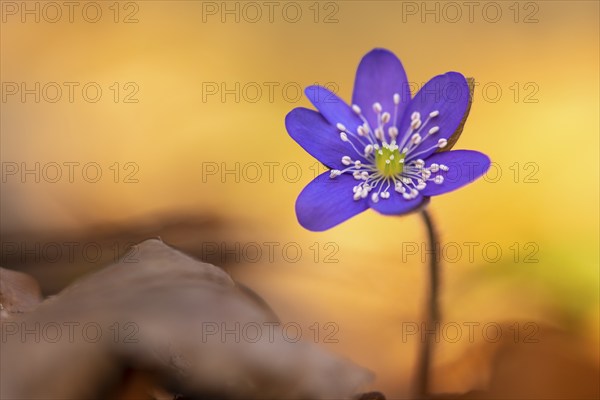 Liverwort, (Anemone hepatica), flower, early bloomer, plant, Steinhagen, Lower Saxony, Germany,