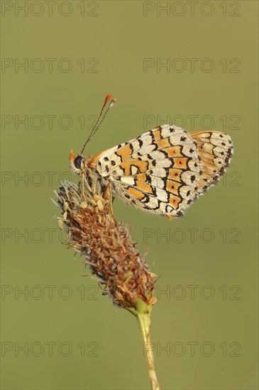 Plantain Fritillary (Melitaea cinxia), Provence, Southern France