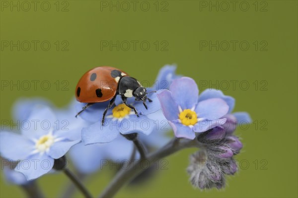 Seven-spot ladybird (Coccinella septempunctata) adult insect on a Forget-me-not flower, Suffolk,