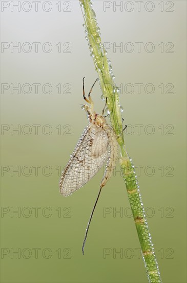 Mayfly (Ephemera glaucops), female with dewdrops, North Rhine-Westphalia, Germany, Europe