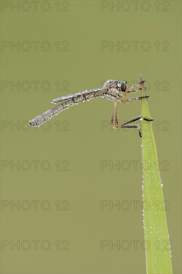 Striped slender robber fly (Leptogaster cylindrica) with dewdrops, North Rhine-Westphalia, Germany,