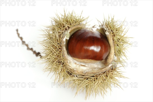 Sweet chestnut or sweet chestnut (Castanea sativa), fruit, chestnut on a white background