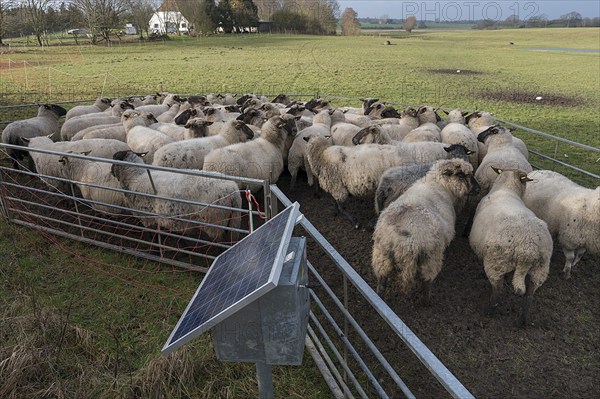 Crowded black-headed domestic sheep (Ovis gmelini aries) in the pen, in front a solar panel for the