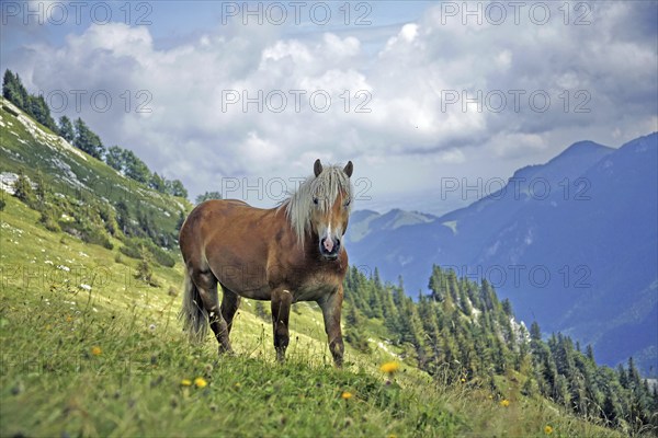 Haflinger, Ebbs, Tyrol, Austria, Europe