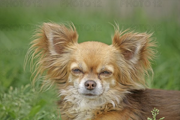 Chihuahua